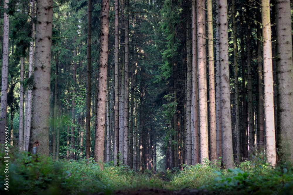 Fototapeta premium the path in the coniferous forest