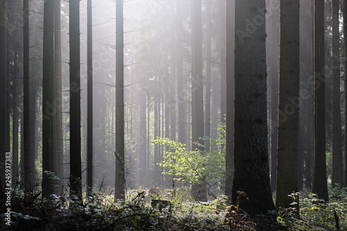 fog and sun in the coniferous forest