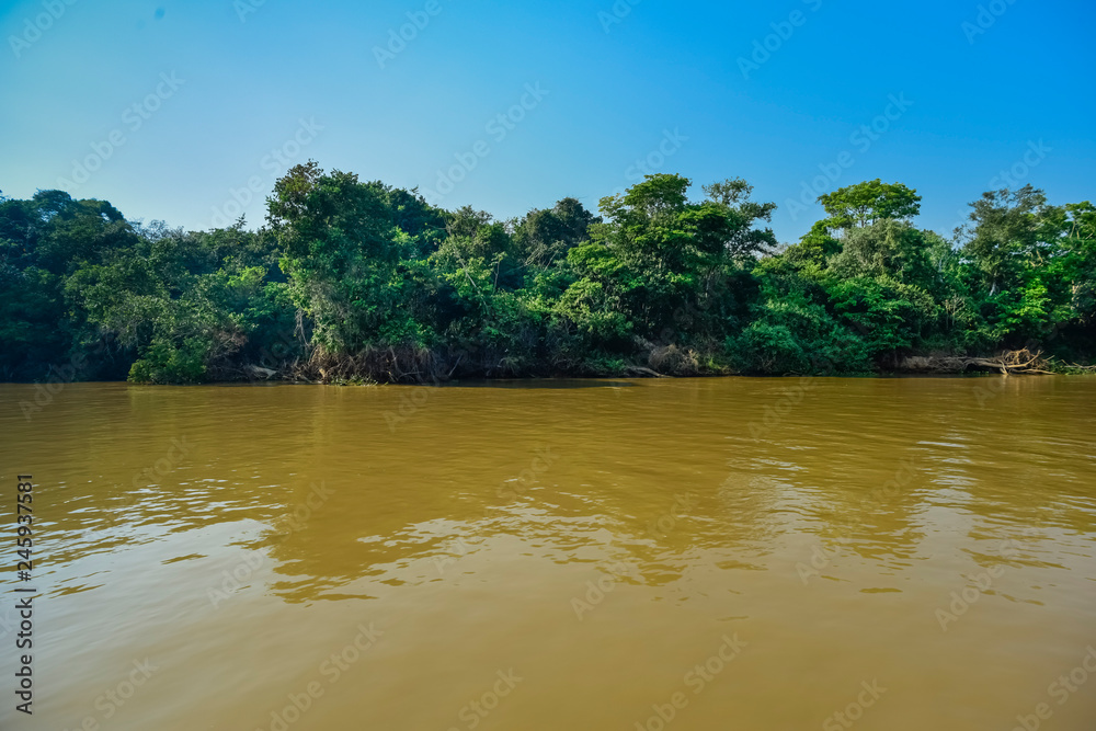 Pantanal forest ecosystem, Mato Grosso, Brazil Pantanal forest ecosystem, Mato Grosso, Brazil