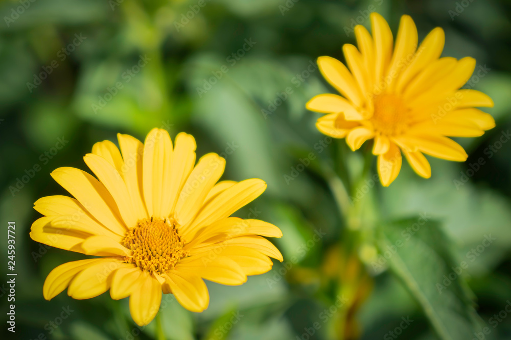 Bright yellow flower of a sunflower in the garden. Bright yellow flower of a sunflower in the garden.