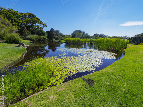 Pond, meadow, flowers. Kirstenbosch Botanical Garden, suburb of Cape Town, Western Cape, South Africa. © murmakova