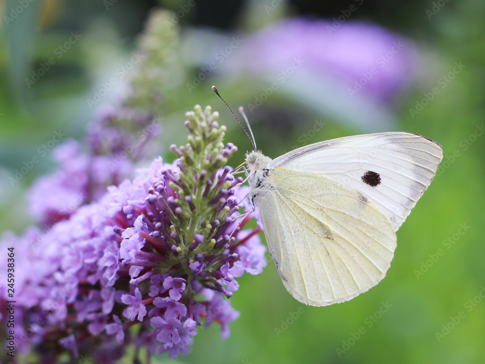 butterfly feeding on Buddleia flower (also known as Butterfly bush, orange eye and summer lilac) butterfly feeding on Buddleia flower (also known as Butterfly bush, orange eye and summer lilac)