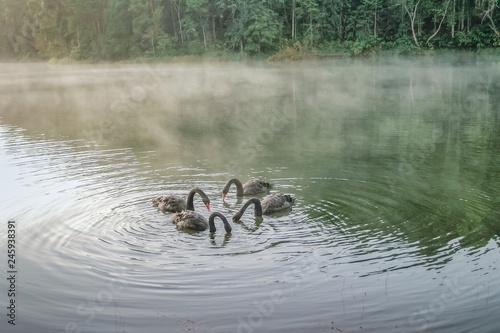Quadro em tela lake view morning of four black swans floating in the lake around with the mist background, morning at Pang Oung, Mae Hong Son, northern of Thailand