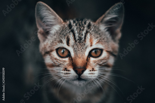 portrait of a cat © Hanvizi