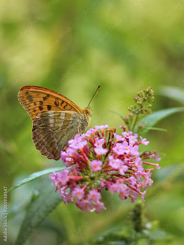 butterfly feeding on Buddleia flower (also known as Butterfly bush, orange eye and summer lilac) butterfly feeding on Buddleia flower (also known as Butterfly bush, orange eye and summer lilac)