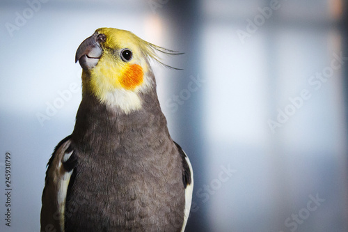 Adult male pretty cockatiel on a blue background photo