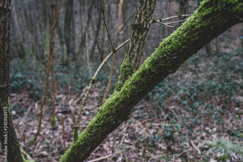 Lichen sur une fine branche