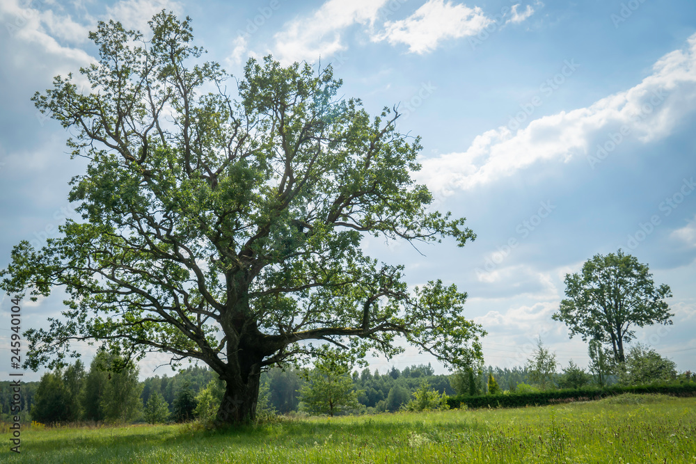 Oak tree in summer standing alone in a field against a blue sky Oak tree in summer standing alone in a field against a blue sky