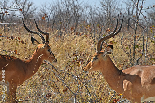 Fototapeta Naklejka Na Ścianę i Meble -  Schwarznasen-Impalas (Aepyceros melampus) im Etosha Nationalpark in Namibia