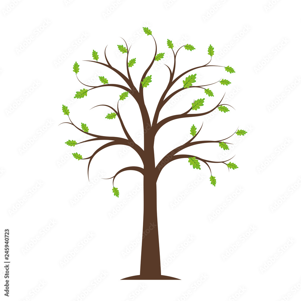 tree in spring with first green leaves on white background vector illustration EPS10 tree in spring with first green leaves on white background vector illustration EPS10