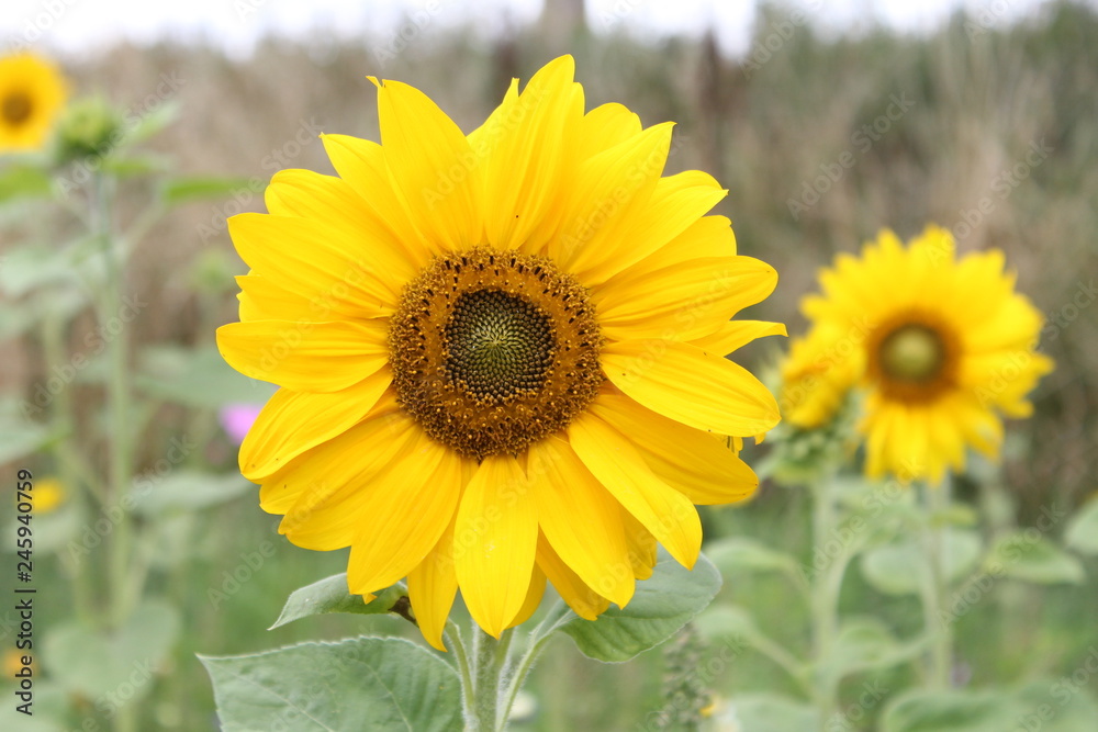 Naklejka premium a yellow flowering sunflower closeup in a flower buffer strip in summer