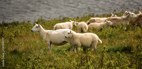 Fototapeta Naklejka Na Ścianę i Meble -  Schafe Schottland
