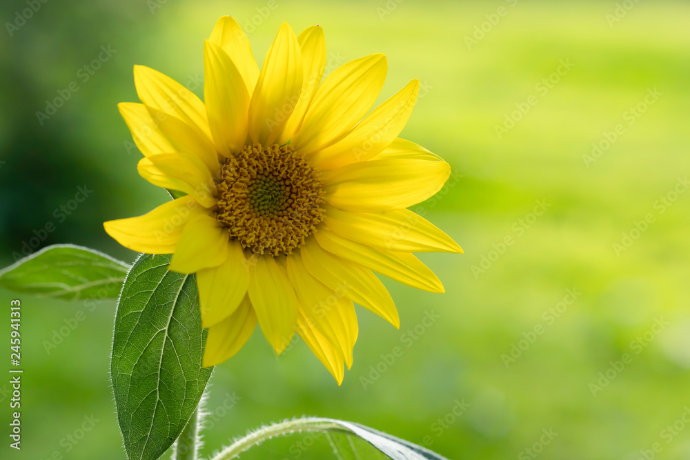 Bright yellow flower of a sunflower in the garden. Bright yellow flower of a sunflower in the garden.