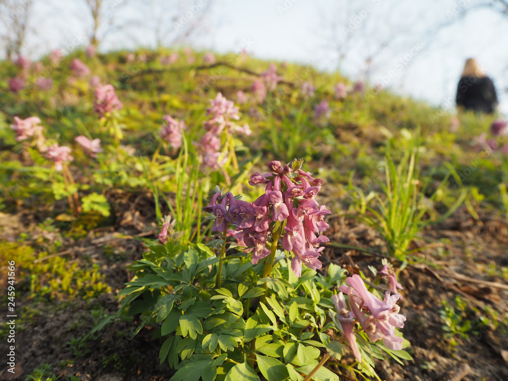 Obraz premium Small purple flowers on the hillside