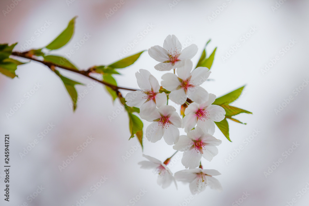 A delicate branch with cherry blossoms and green little leaves. A delicate branch with cherry blossoms and green little leaves.
