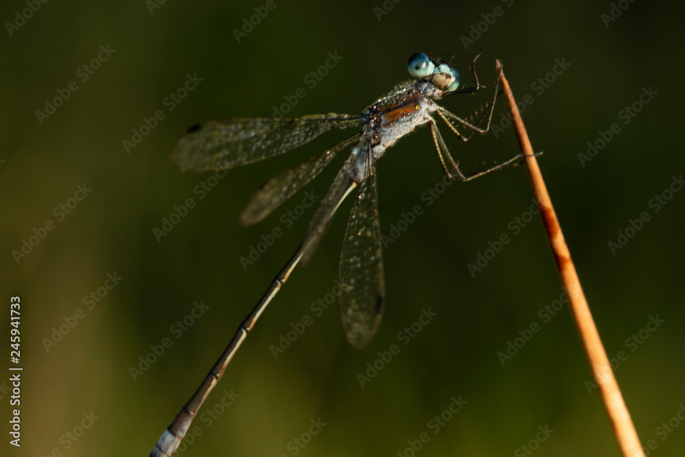 Dragonfly Dragonfly