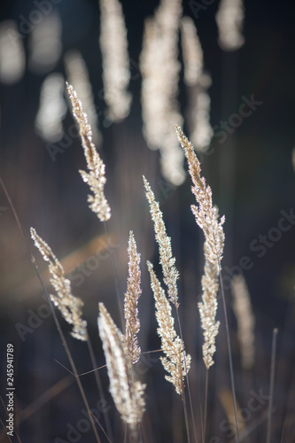 Delicate grasses in the back light. © Dipix