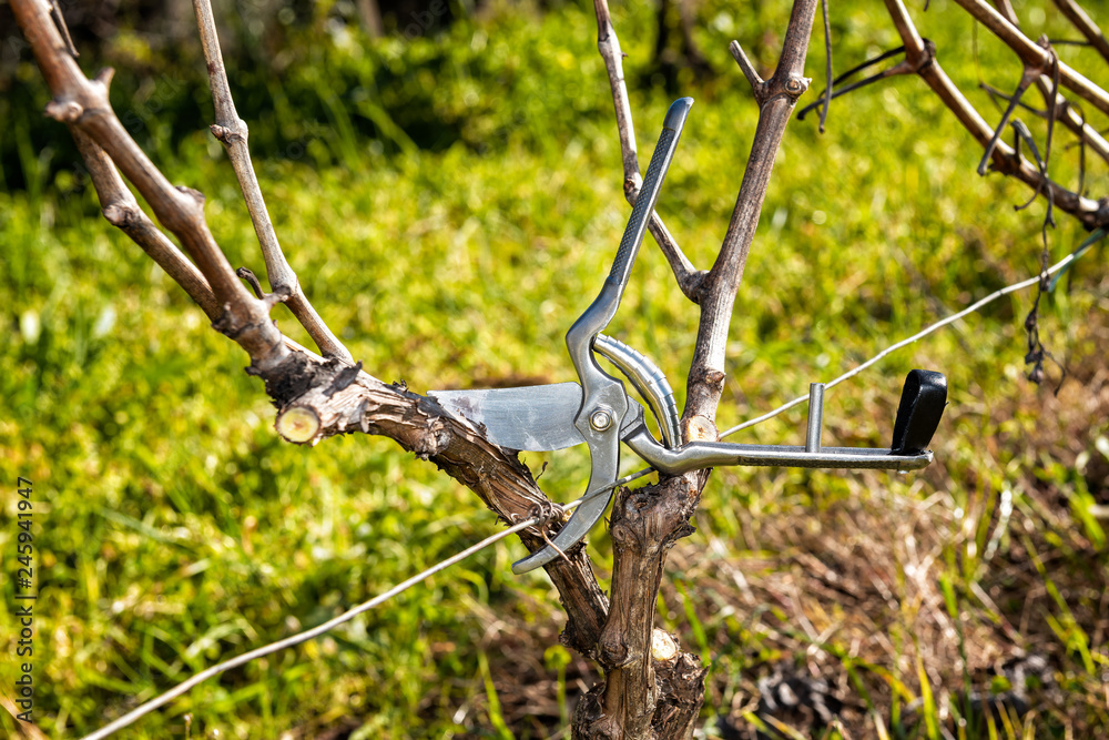 Close-up of a pair of professional steel scissors for pruning the vine. Traditional agriculture Close-up of a pair of professional steel scissors for pruning the vine. Traditional agriculture