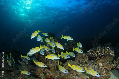 Fototapeta Naklejka Na Ścianę i Meble -  Fish on underwater coral reef 