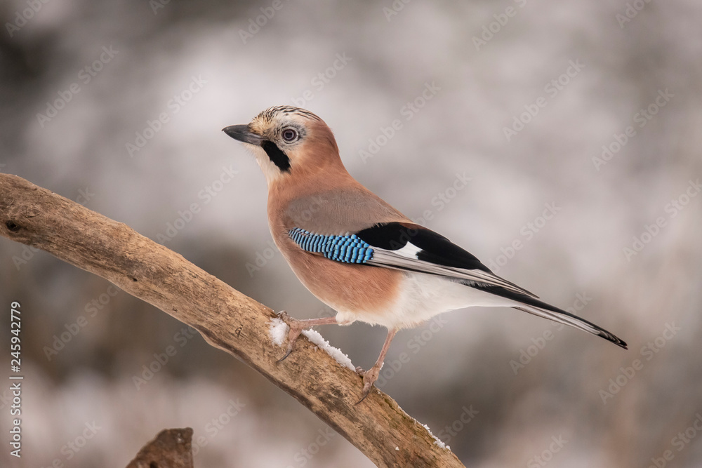 Jay, Garrulus glandarius Jay, Garrulus glandarius