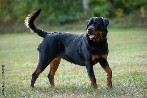 German Rottweiler dog fun running on the grass drifts.