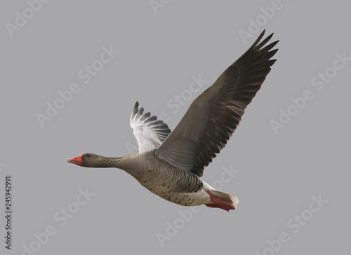 Wild goose in flight