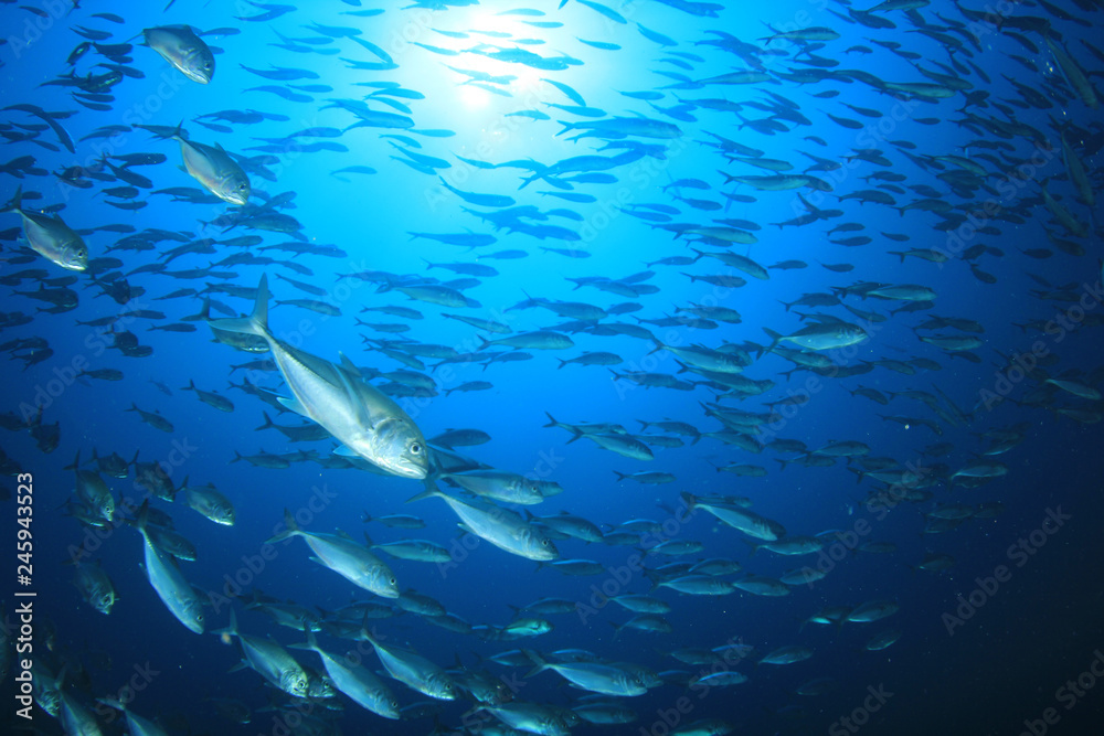 Obraz premium Tuna and sardines fish in ocean