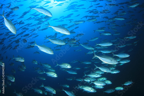 Tuna and sardines fish in ocean