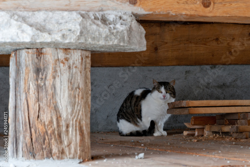 Cat under the house
