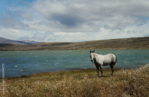 A lonely white grazing horse on the shore of Lake Argentina in winter / Breathtaking Patagonia landscape 