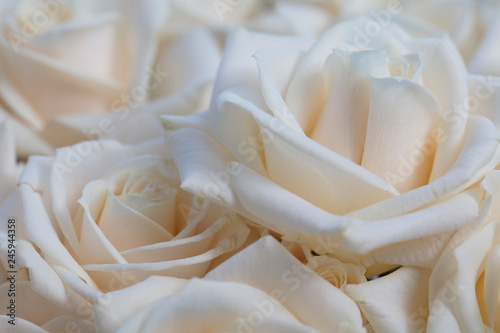 Elegant close up of a white rose background