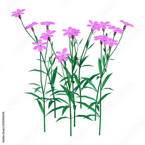 3D Rendering Dianthus Flowers on White