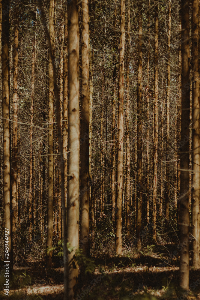 Obraz premium wood texture background