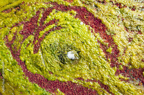 colorful red azolla photo