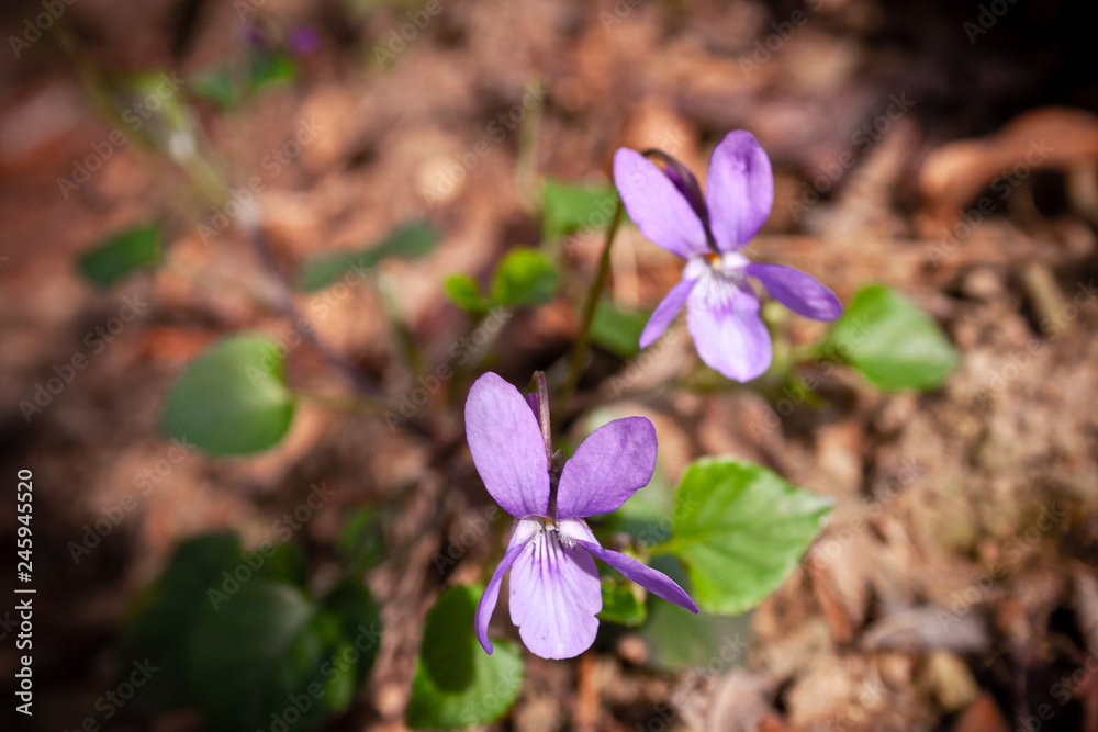 Some wild violet flowers blooming in the woods Some wild violet flowers blooming in the woods