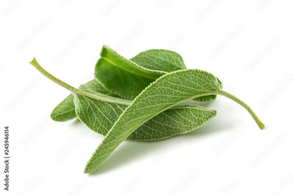 Obraz premium Sage leaves