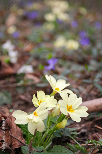 Fotografie Bunches of wild primroses blooming in the woods