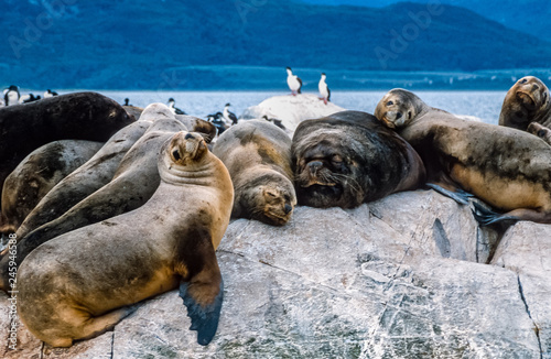 Seelöwen im Beagle-Kanal vor Ushuaia