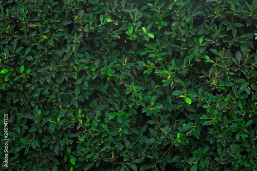 Green tree wall for closeup textured background pattern