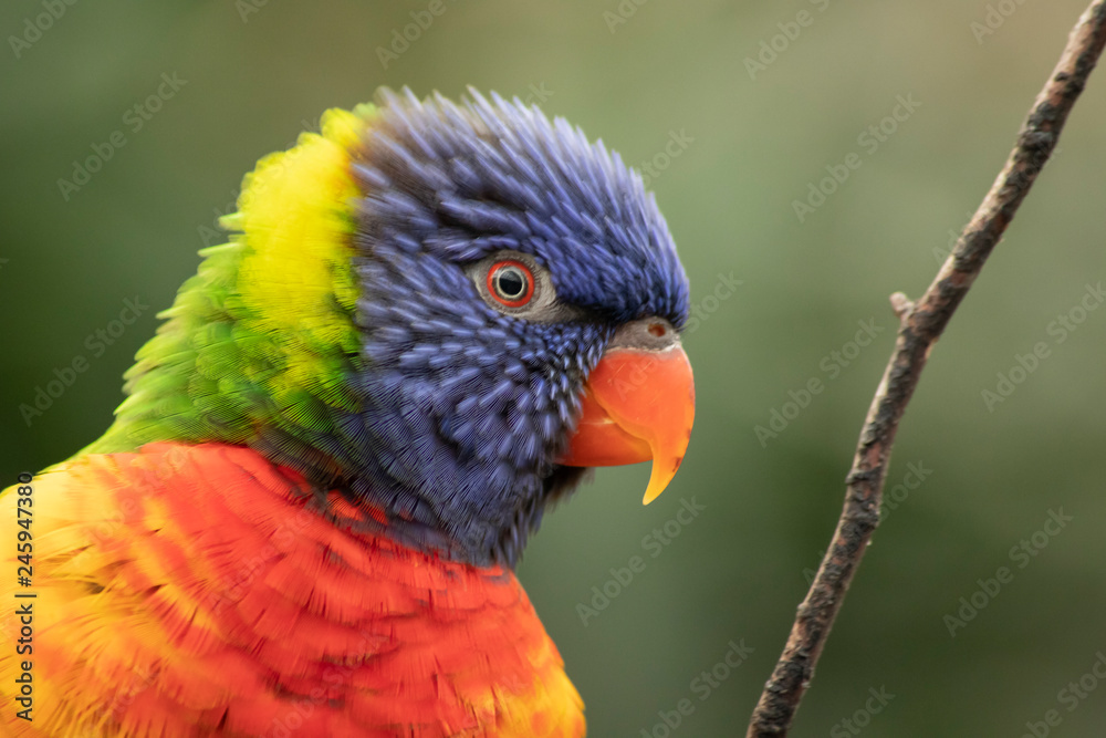 Lori, small Parrot