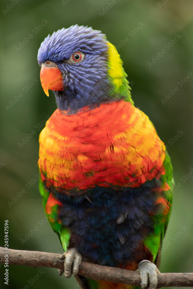Obraz premium Lori, small Parrot