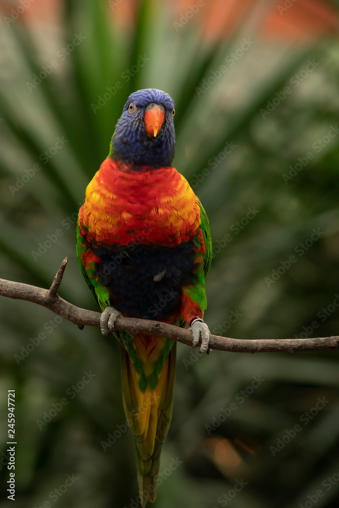 Naklejka premium Lori, small Parrot