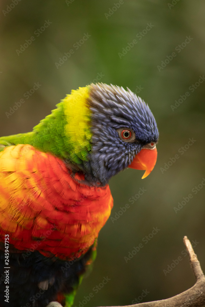 Lori, small Parrot
