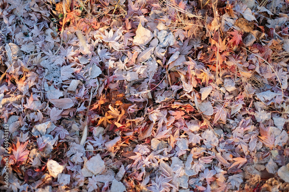 Frozen dry leaves background in autumn season