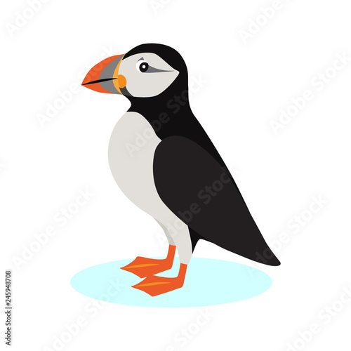 Atlantic puffin icon, polar bird with colorful beak isolated on white background, species of seabird, vector illustration photo