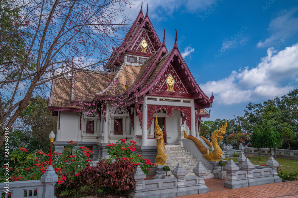 Buddhist Thai temple with pink cherry blossom sakura tree. Sakura in buddhist temple. 