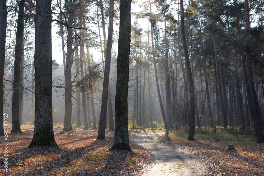 road in the forest