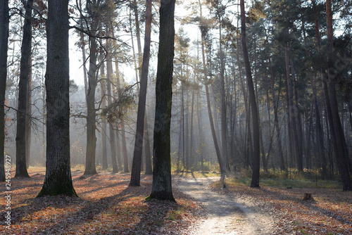 Obraz na płótnie road in the forest w salonie