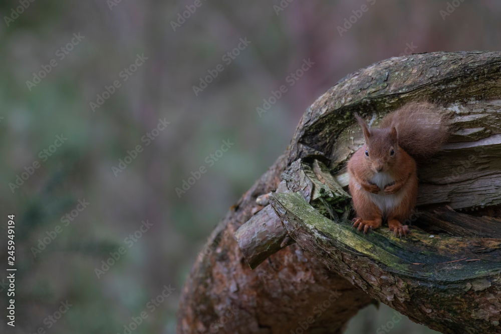Red Squirrel, Sciurus vulgaris, close up portraits during winter in january with no snow in scotland, on ground and in birch tree. Red Squirrel, Sciurus vulgaris, close up portraits during winter in january with no snow in scotland, on ground and in birch tree.
