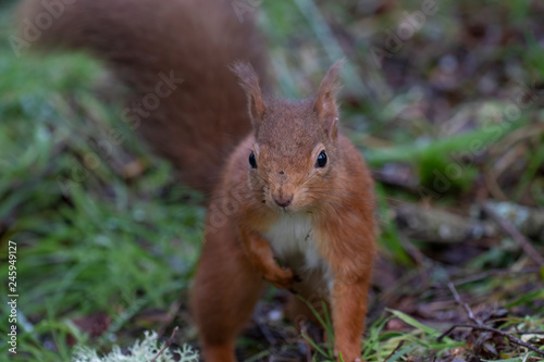 Red Squirrel  Sciurus vulgaris  close up portraits during winter in january with no snow in scotland  on ground and in birch tree.